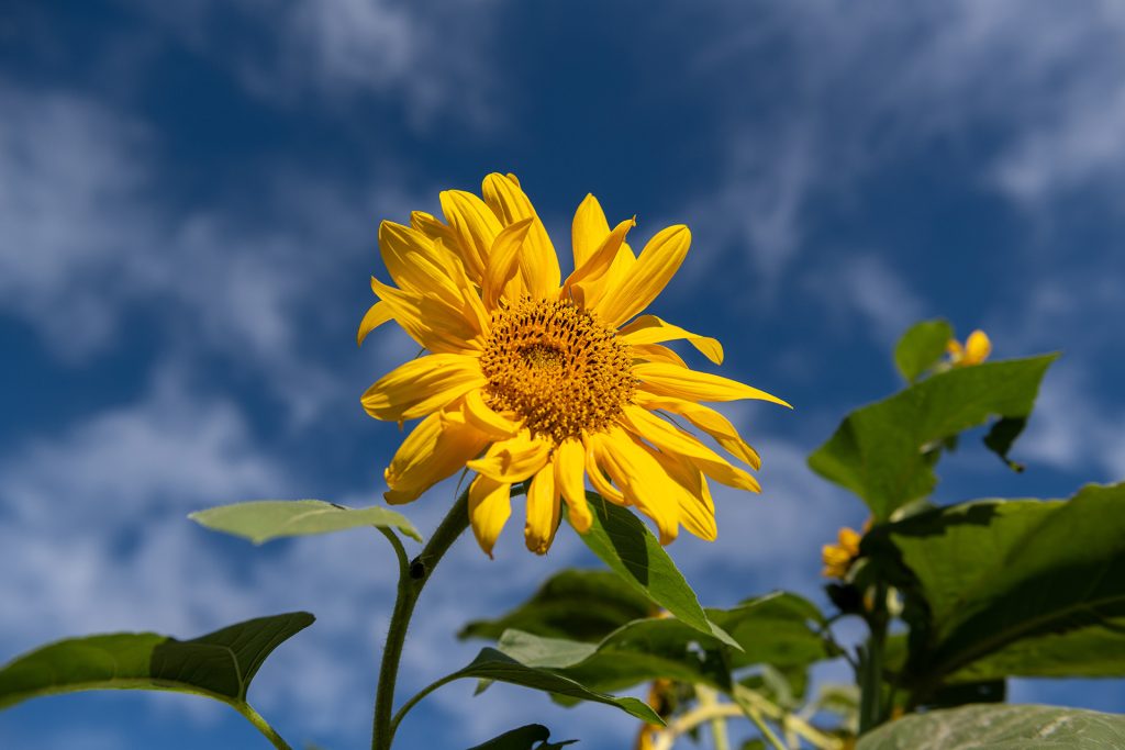 Community gardens
