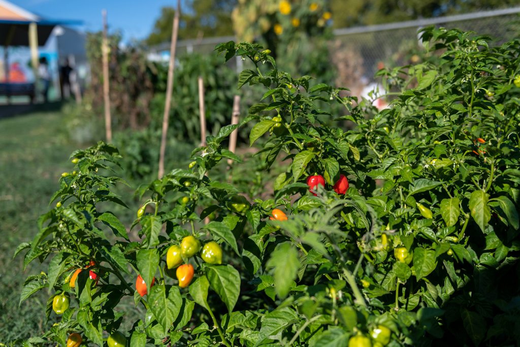 Community gardens